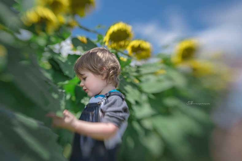 patrick sunflowers 2 wm