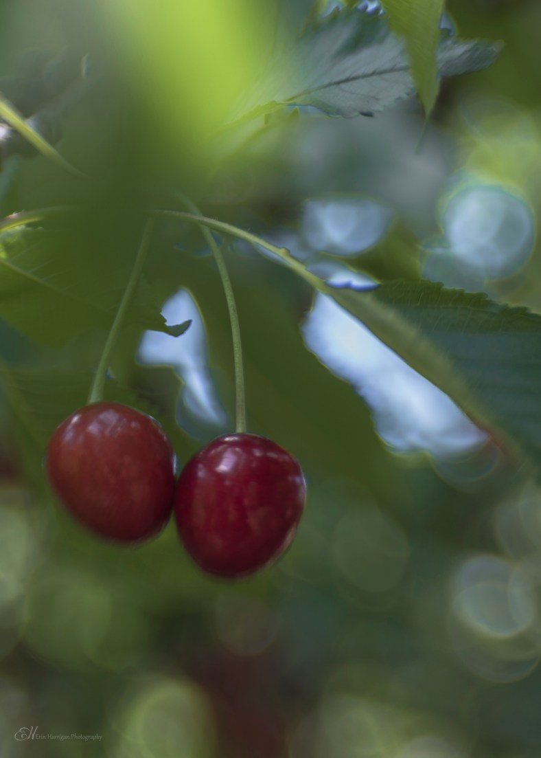 a pair of cherries wm