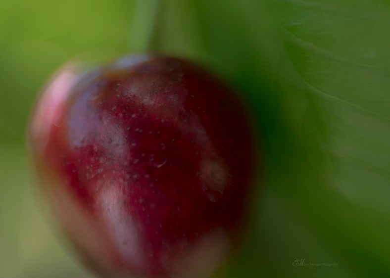 cherry closeup wm