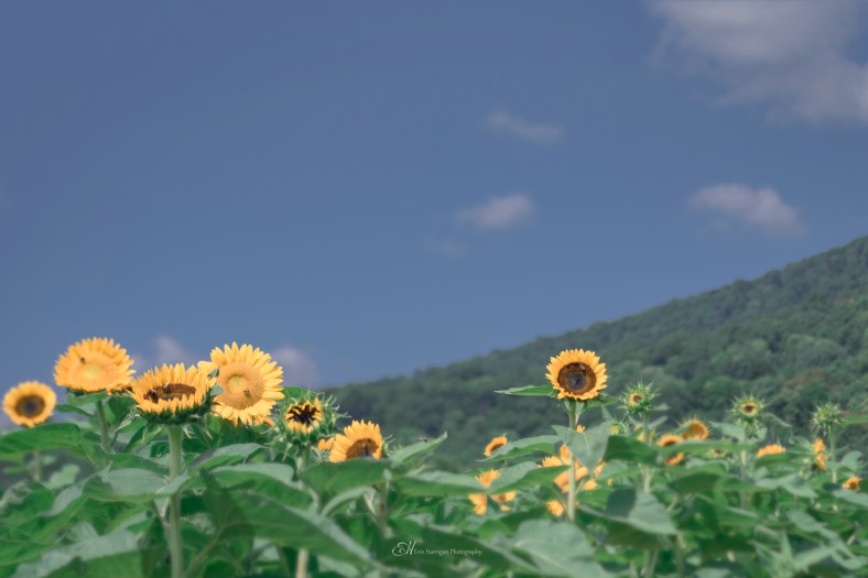 chiles sunflowers 1 wm