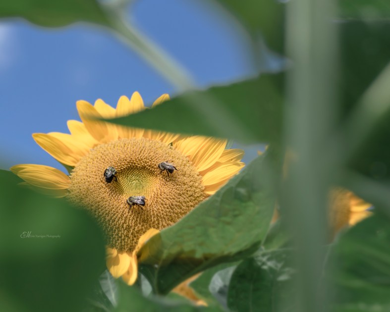 chiles sunflowers 2 wm