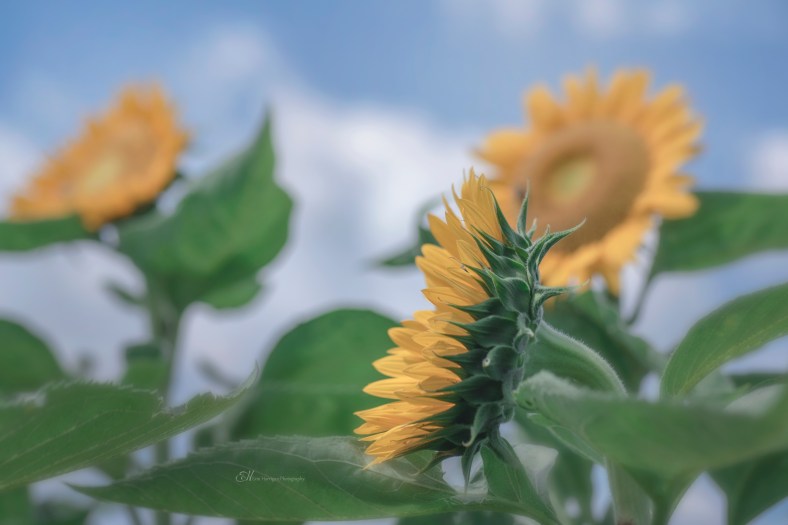 chiles sunflowers 3 wm