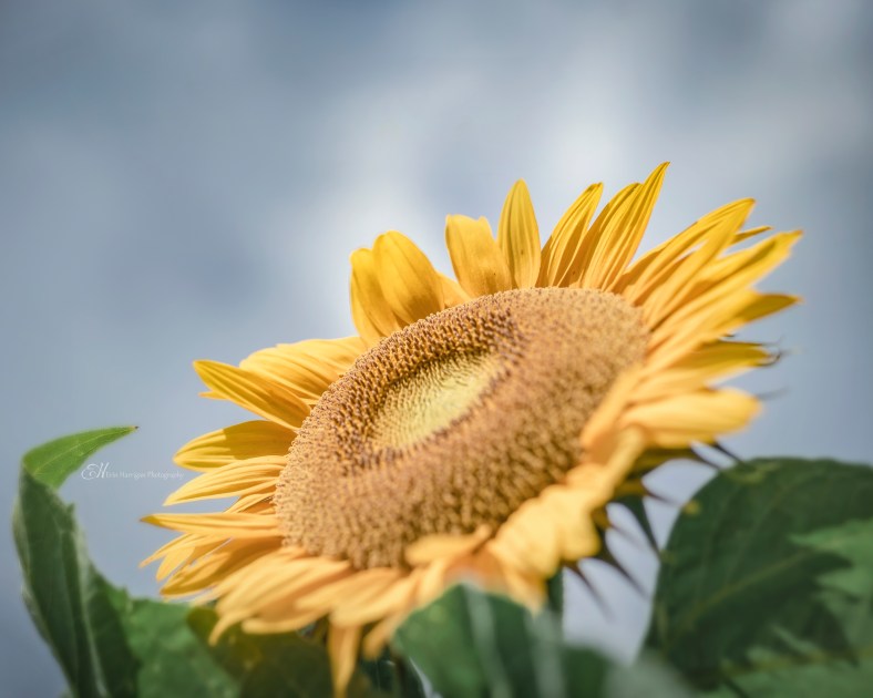 chiles sunflowers 4 wm