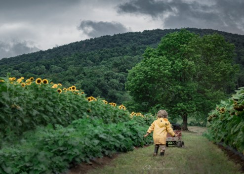patrick sunflowers B 1