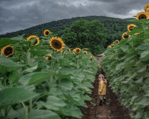 patrick sunflowers B