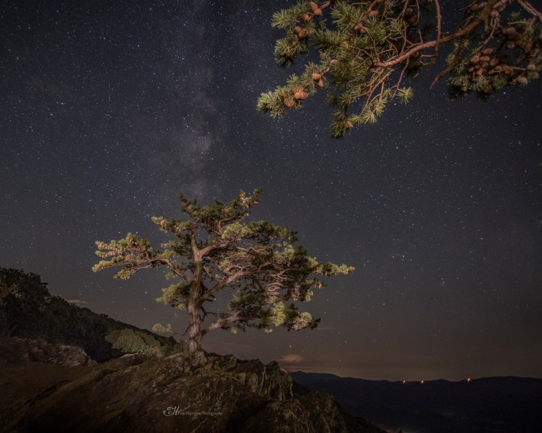 ravens roost tree wm 2a