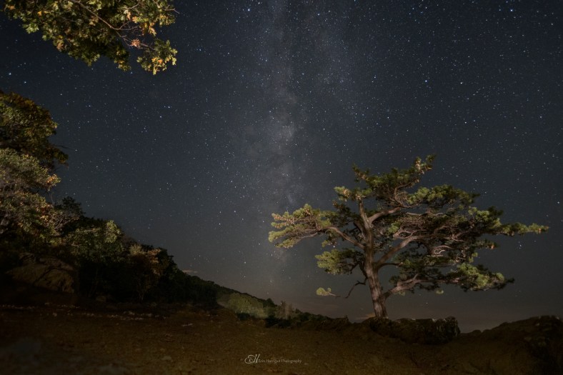 ravens roost tree wm b