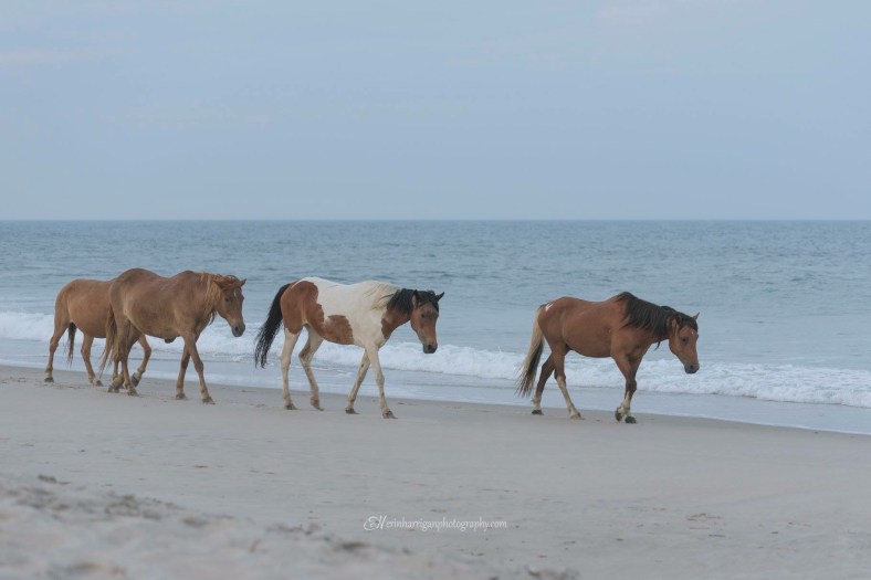 53D3A486-25D5-4584-804E-0E333CEB756C