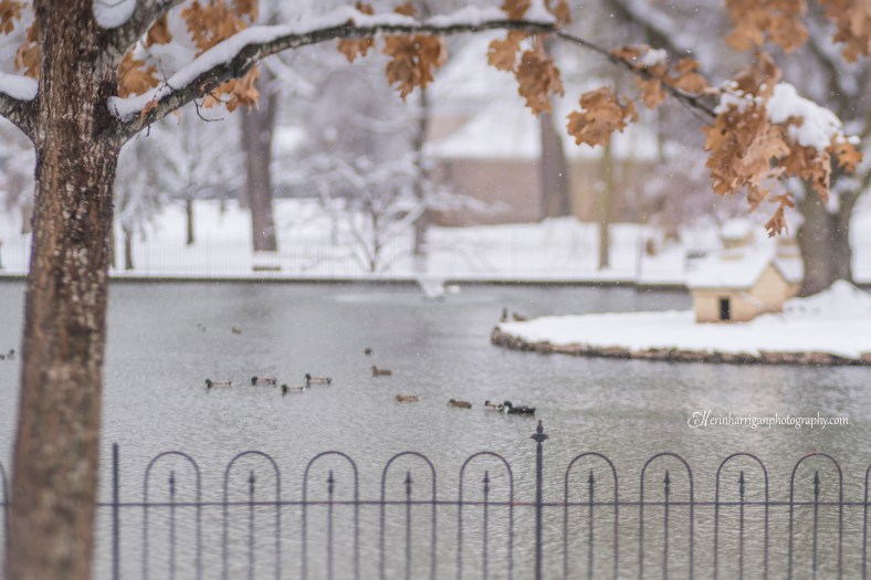 duck pond snow wm