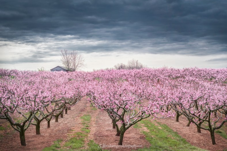 peach blossoms