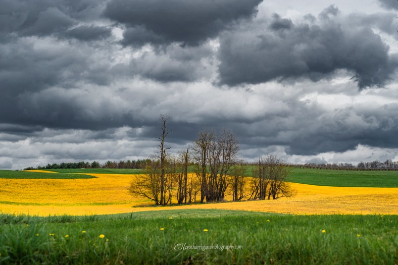 yellow brick road wm